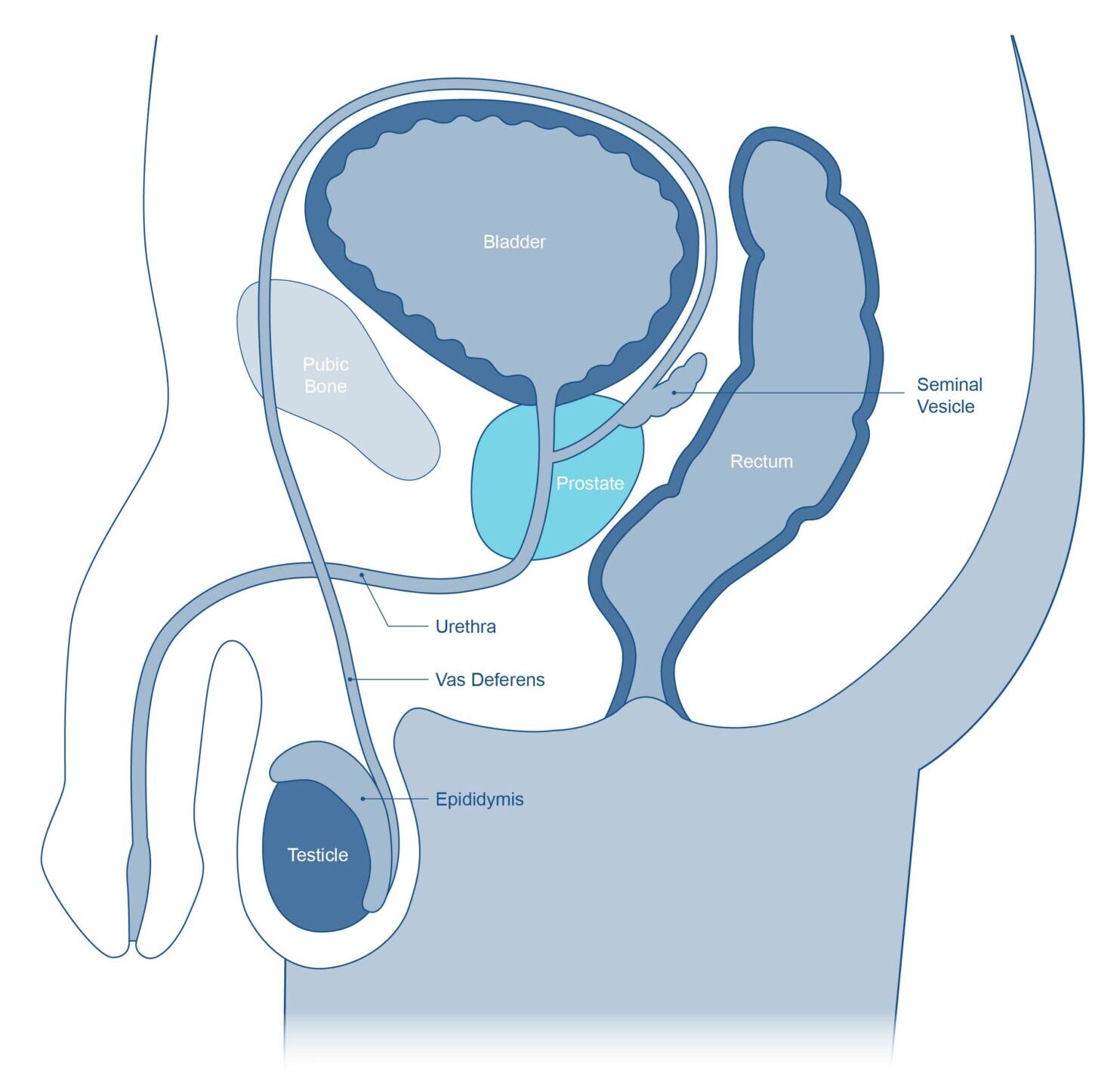 Diagram of prostate anatomy showing the prostate gland located between the bladder and penis