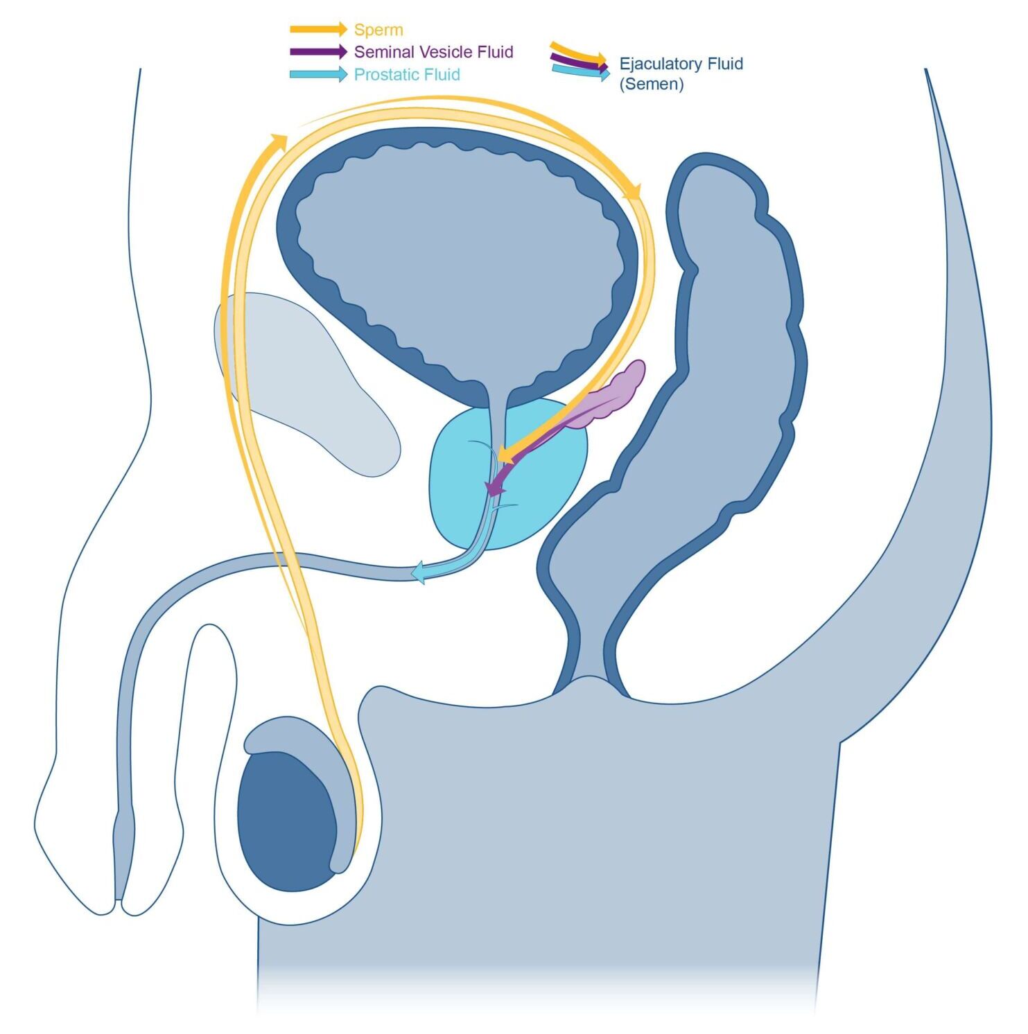 Diagram of prostate function showing the role of the prostate in the male reproductive system